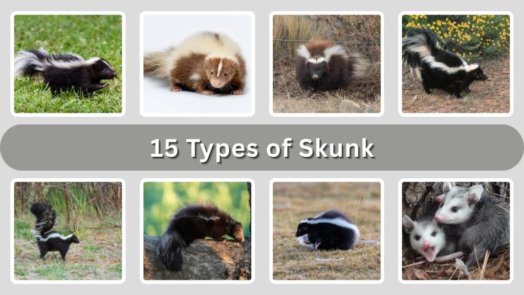 15 Types of Skunk: Species Identification with Pictures