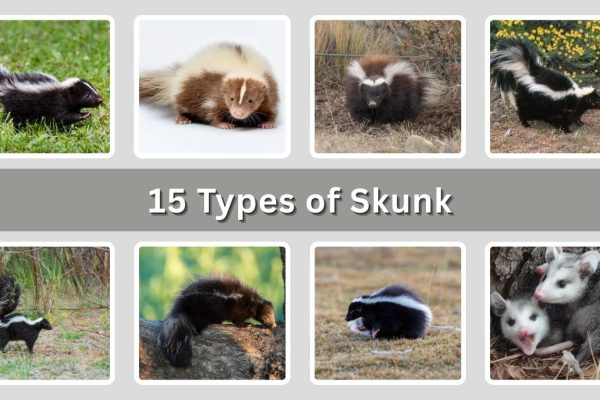 15 Types of Skunk: Species Identification with Pictures