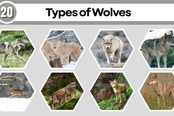 20 Types of Wolves: Species Identification with Pictures