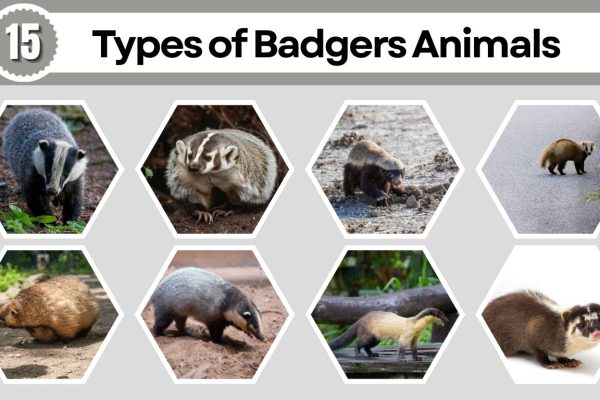 15 Types of Badgers Animals: Identification with Picture