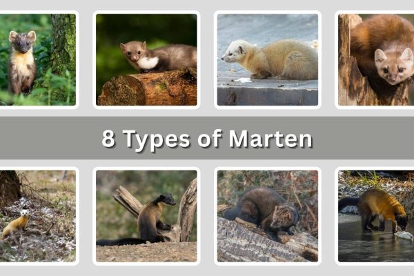 8 Types of Marten: Identification with Picture