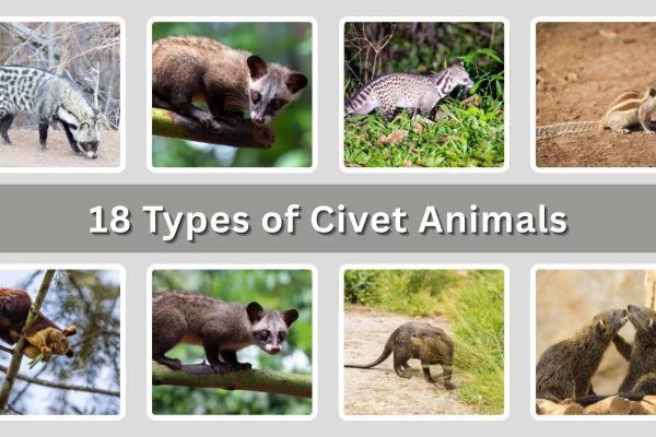 18 Types of Civet Animals: Species Identification with Pictures
