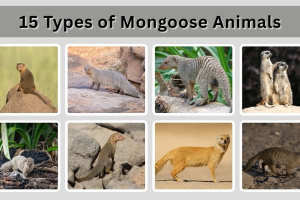 15 Types of Mongoose Animals: Species Identification with Pictures
