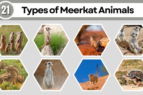 21 Types of Meerkat Animals: Species Identification with Pictures 