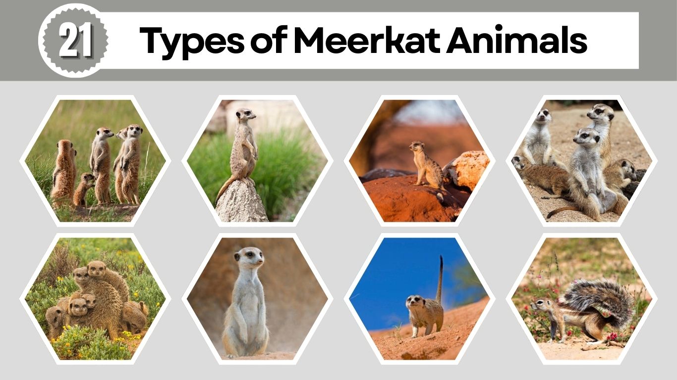 21 Types of Meerkat Animals: Species Identification with Pictures 