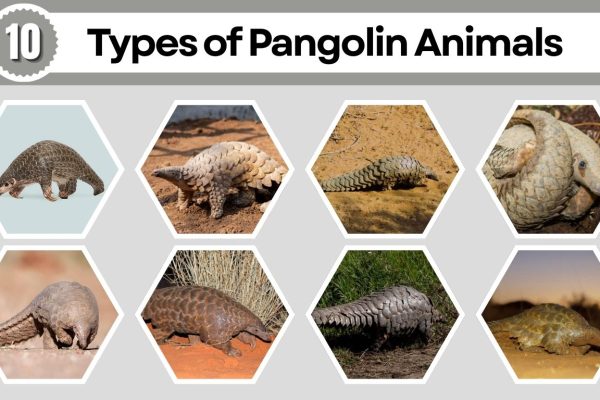 10 Types of Pangolin Animals: Different Species Identification with Pictures  