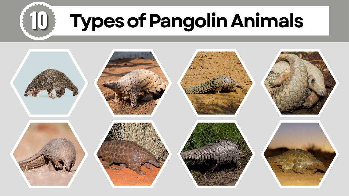 10 Types of Pangolin Animals: Different Species Identification with Pictures  