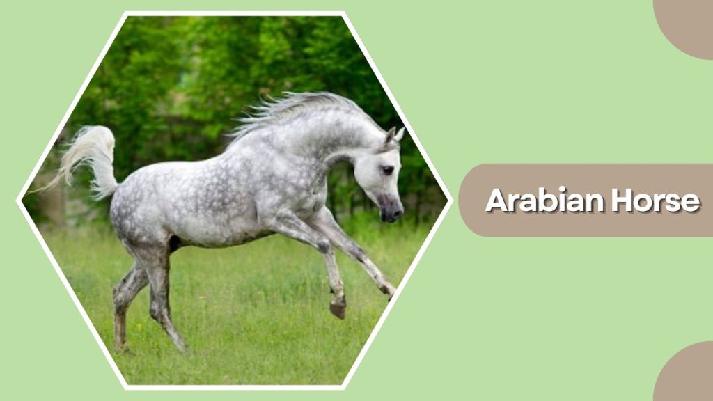 Arabian Horse