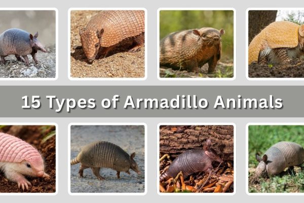 15 Types of Armadillo Animals: Identification with Pictures