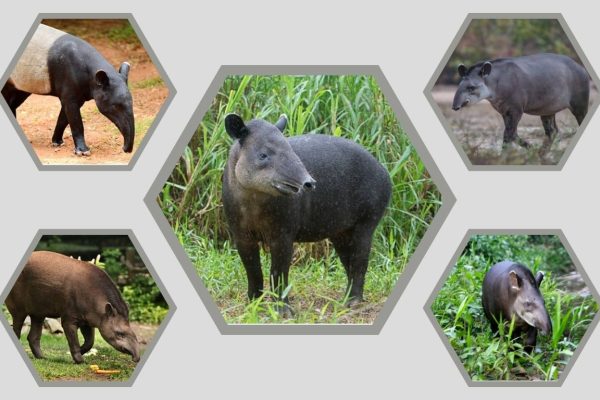 5 Types of Tapir Animals: Species, Habitat, and Identification
