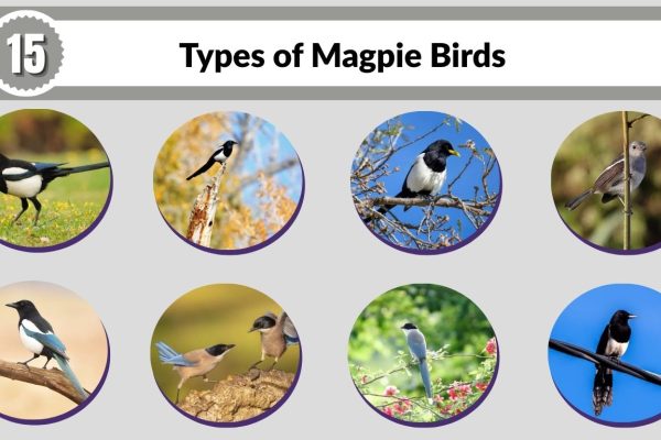 15 Types of Magpie Birds Around the World (ID with Pictures )