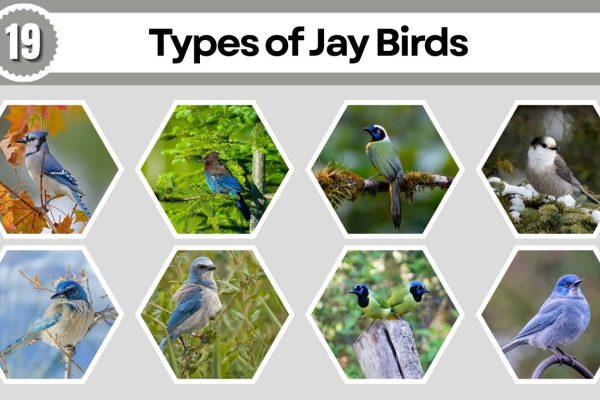 19 Types of Jay Birds Found Around the World (ID with Pictures)