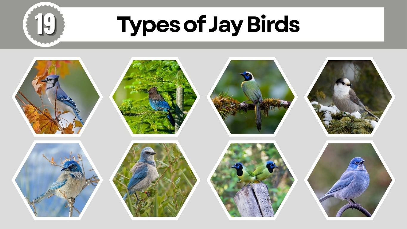 19 Types of Jay Birds Found Around the World (ID with Pictures)