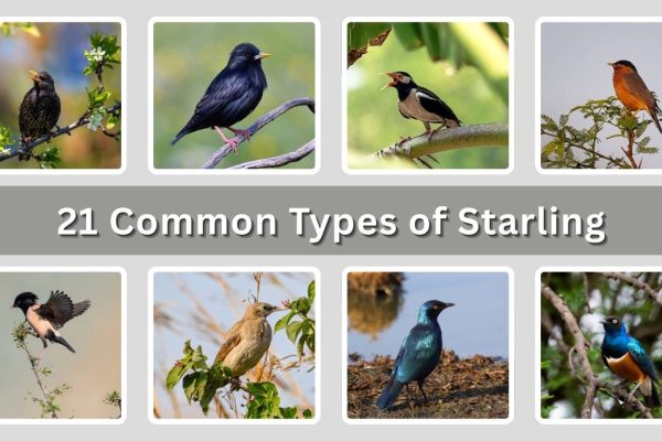 21 Common Types of Starling: Habitat, Range, Behaviour and Nest 