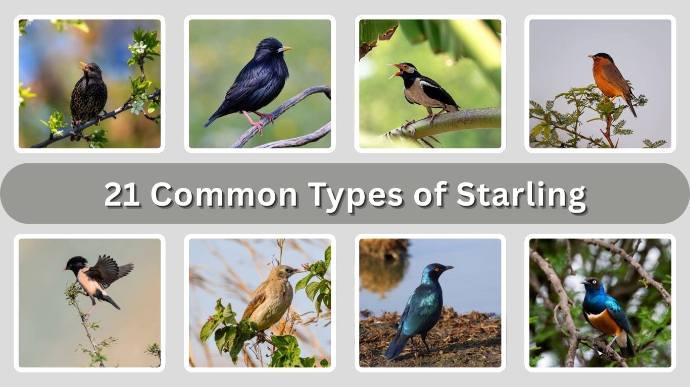 21 Common Types of Starling: Habitat, Range, Behaviour and Nest 