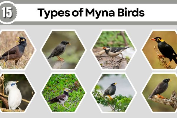 15 Types of Myna Birds: Species Identification with Pictures