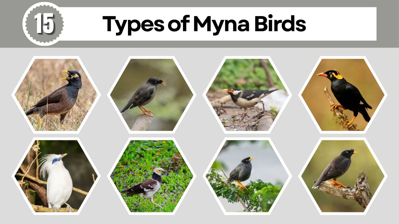 15 Types of Myna Birds: Species Identification with Pictures