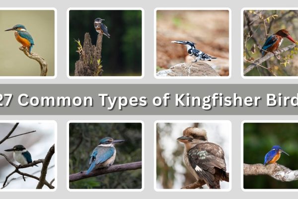 27 Common Types of Kingfisher Birds (With Species Names)