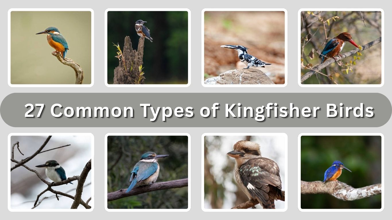 27 Common Types of Kingfisher Birds (With Species Names)