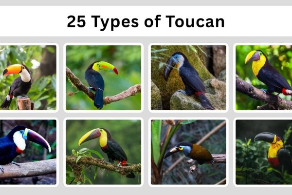 25 Types of Toucan : Species Identification with pictures