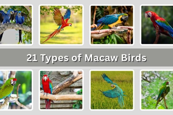21 Types of Macaw Birds: Species Identification with Pictures