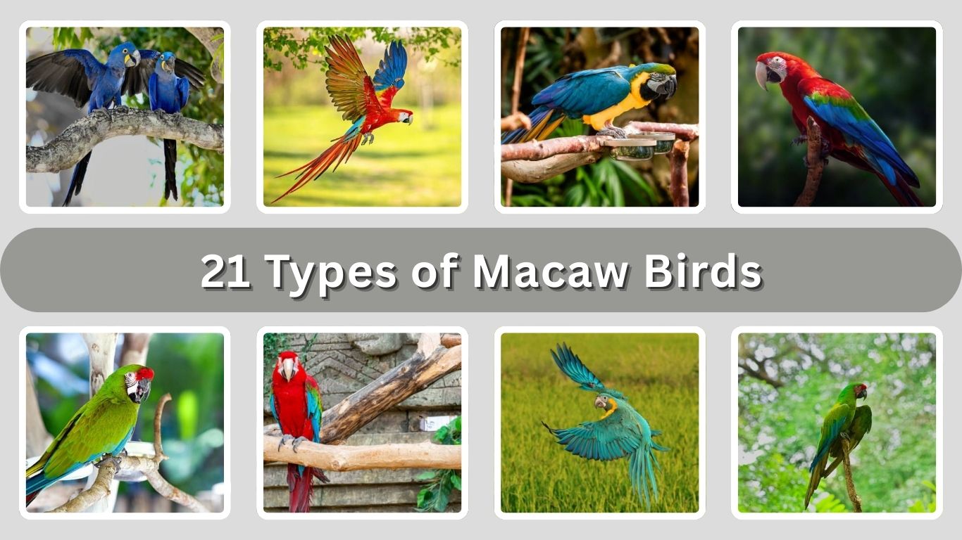 21 Types of Macaw Birds: Species Identification with Pictures