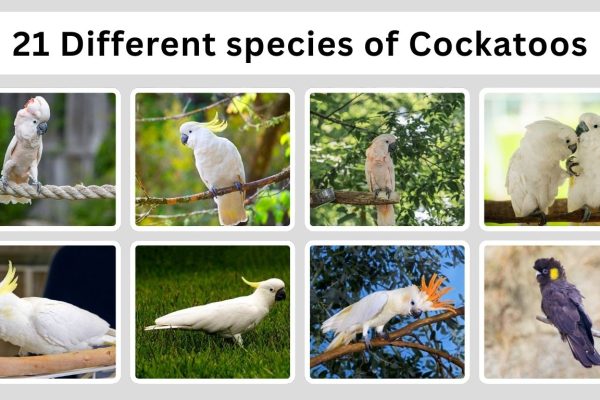 21 Different species of Cockatoos : Types Identification with Pictures