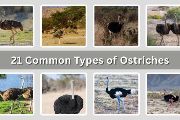 21 Common Types of Ostriches: Habitat, Diet, Identification with Pictures 