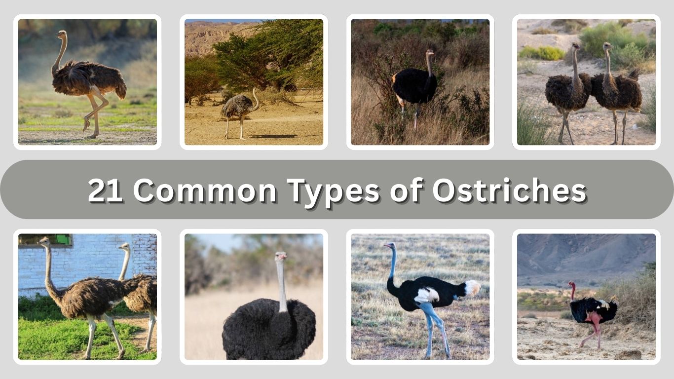 21 Common Types of Ostriches: Habitat, Diet, Identification with Pictures 