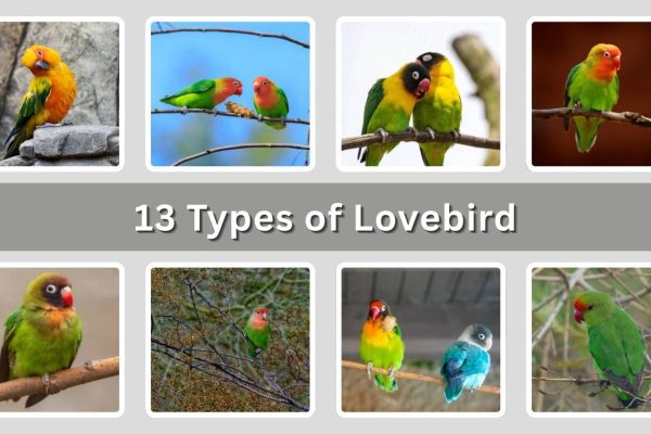 13 Types of Lovebird: Different Species Identification with Pictures