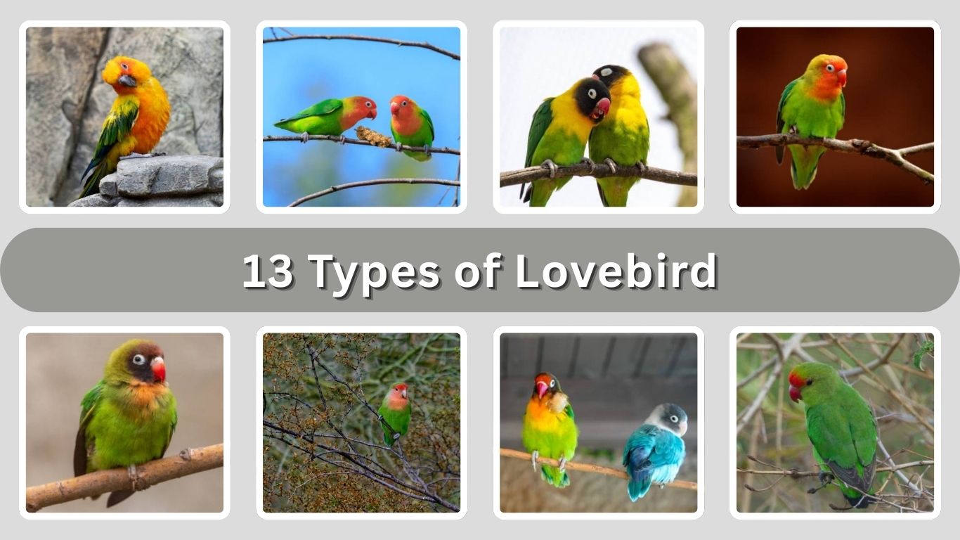 13 Types of Lovebird: Different Species Identification with Pictures