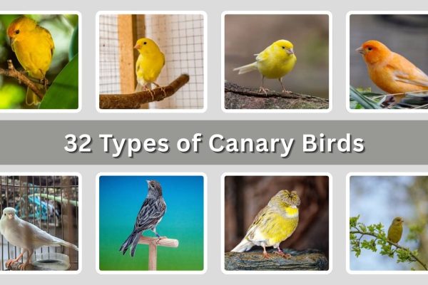 32 Types of Canary Birds: Species Identification with Pictures