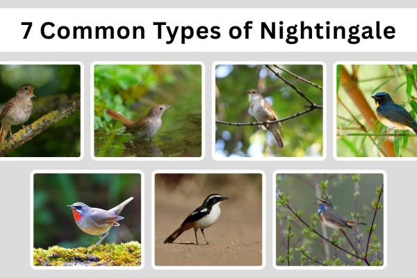 7 Common Types of Nightingale: Different Species Identification