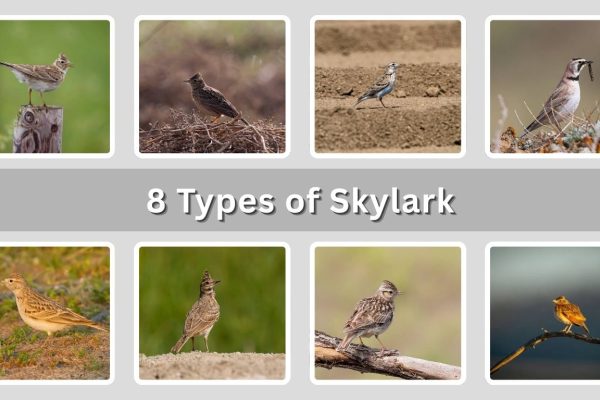 8 Types of Skylark: Different Species Identification