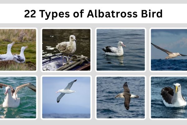 22 Types of Albatross Bird: Different Species Identification