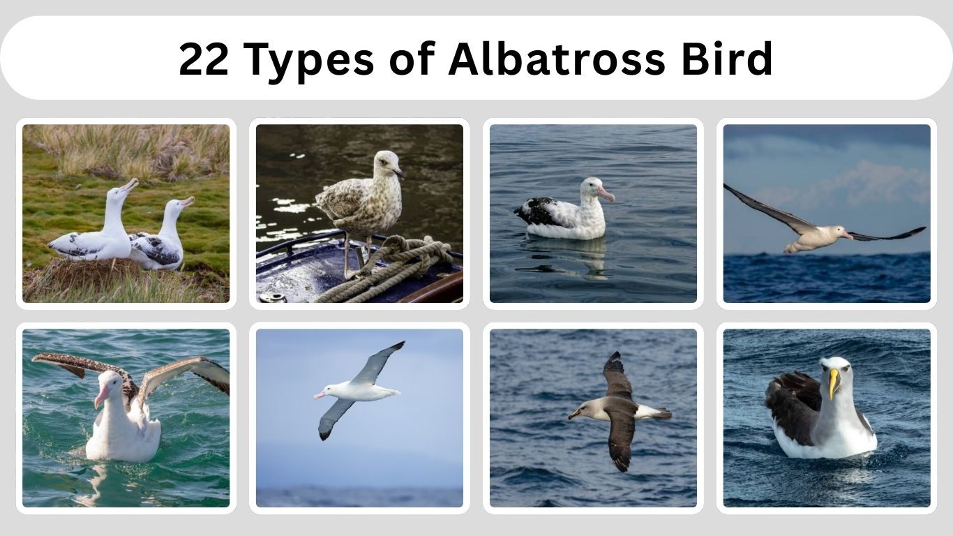 22 Types of Albatross Bird: Different Species Identification