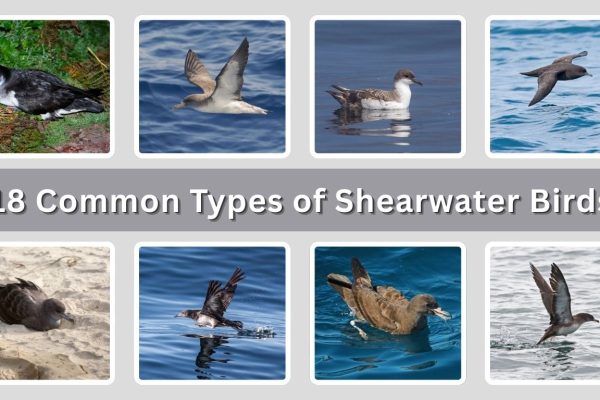 18 Common Types of Shearwater Birds: Identification with Picture