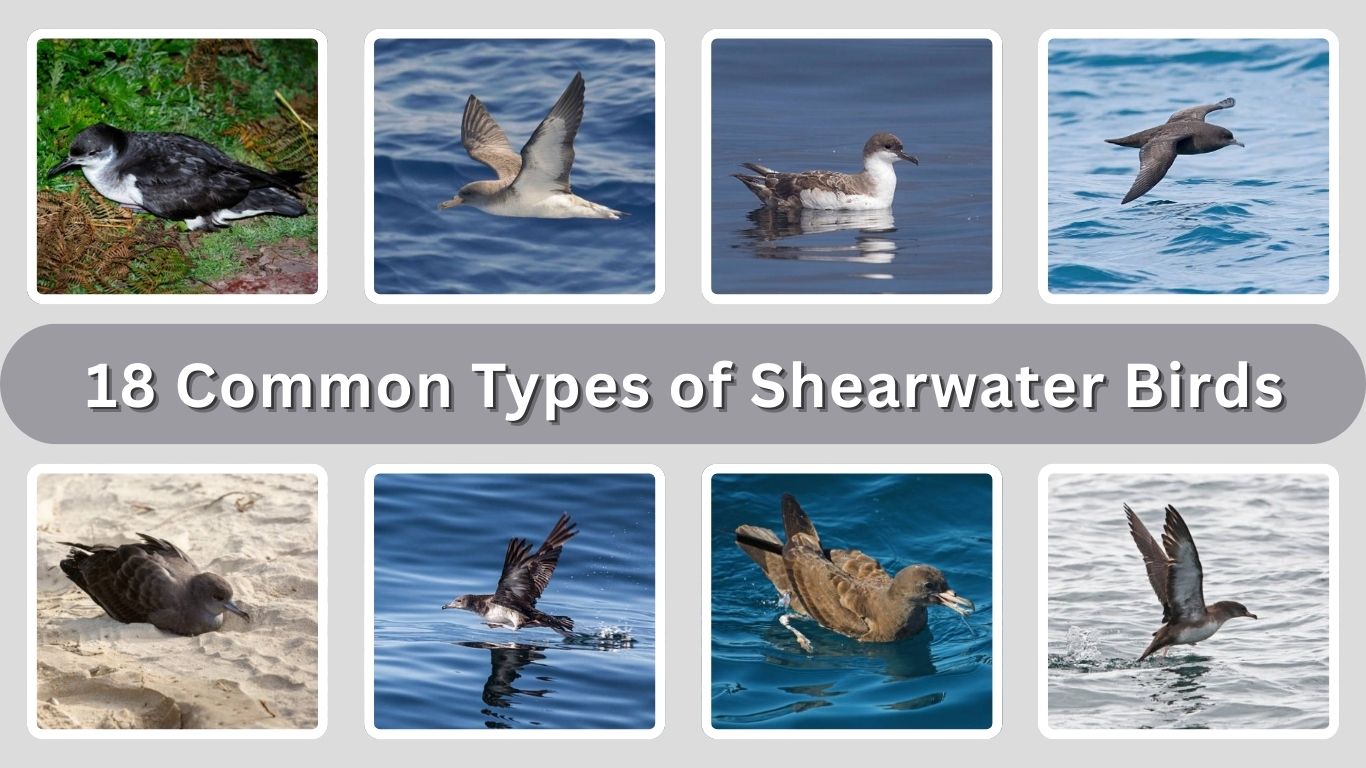 18 Common Types of Shearwater Birds: Identification with Picture