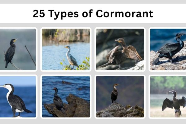 25 Types of Cormorant: Identification with Picture