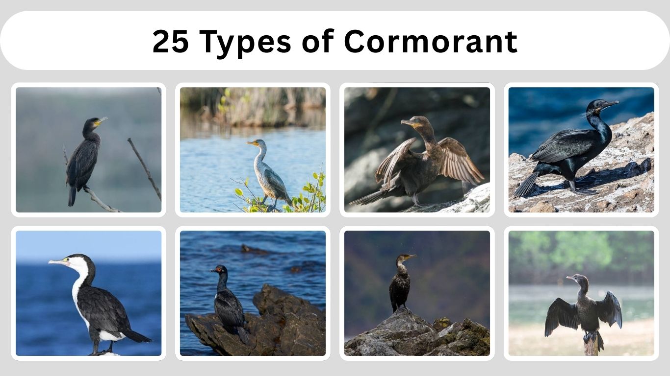 25 Types of Cormorant: Identification with Picture