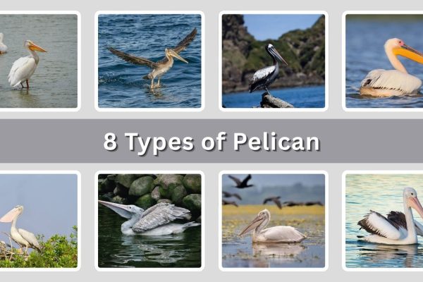 8 Types of Pelican: Identification with Picture