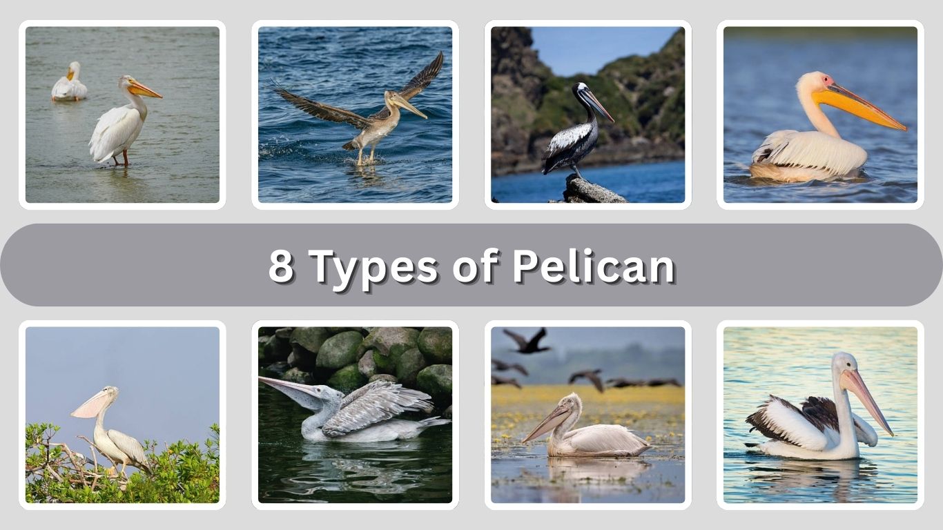 8 Types of Pelican: Identification with Picture