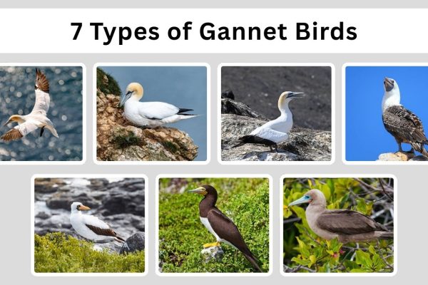 7 Types of Gannet Birds: Identification with Picture