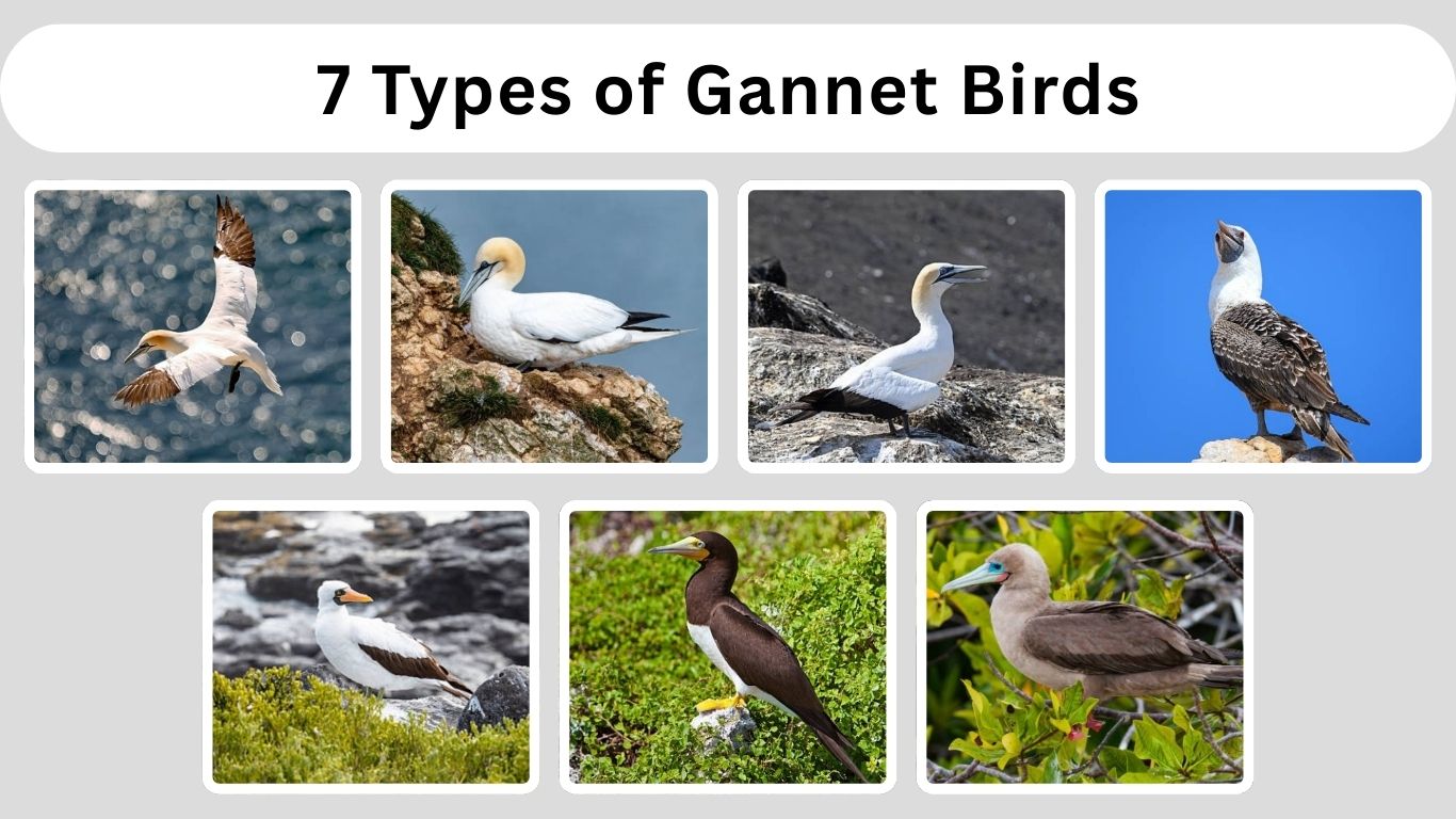 7 Types of Gannet Birds: Identification with Picture