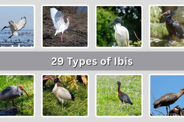 29 Types of Ibis: Identification with Picture