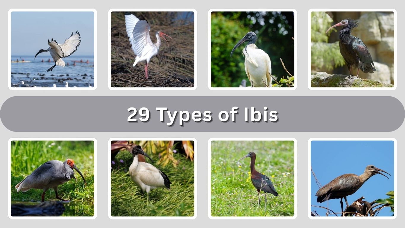 29 Types of Ibis: Identification with Picture