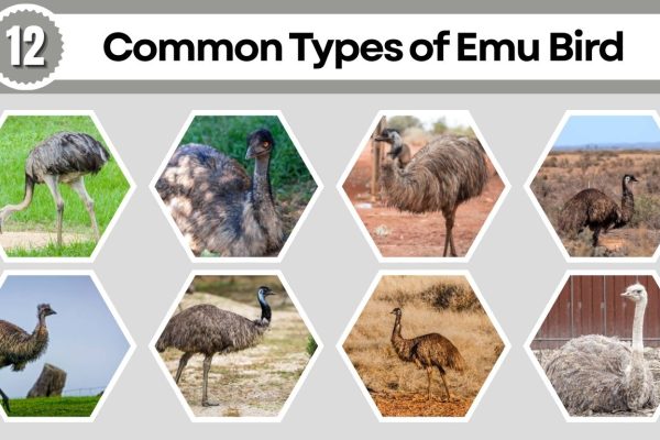 12 Common Types of Emu Bird: Identification with Pictures 