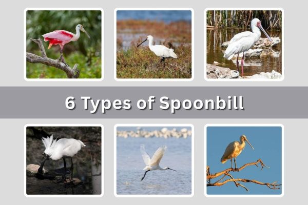 6 Types of Spoonbill: Identification with Picture