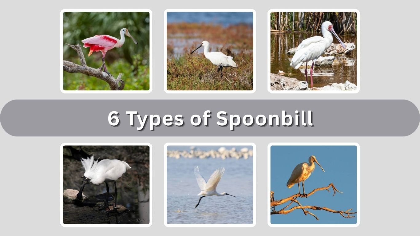 6 Types of Spoonbill: Identification with Picture