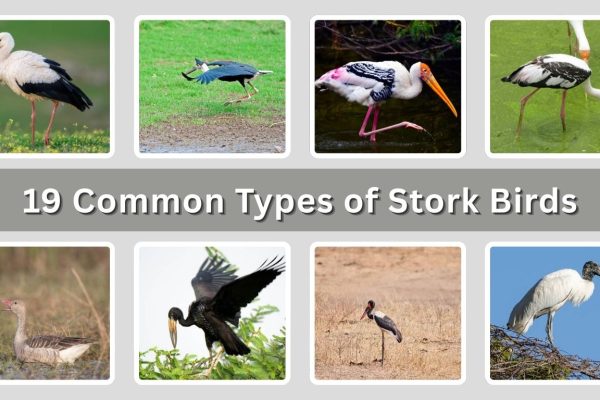 19 Common Types of Stork Birds: Species Identification with Pictures